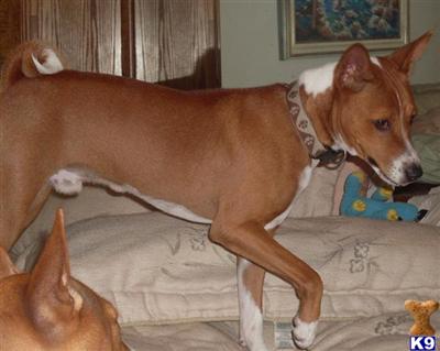 Dogs for Sale in FL